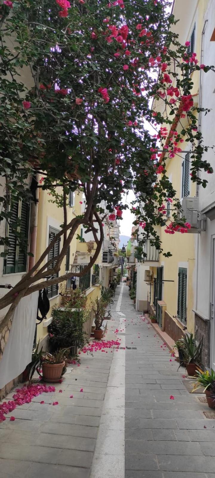فيلا La Casa Rosa Di Giulia ايسكيا المظهر الخارجي الصورة