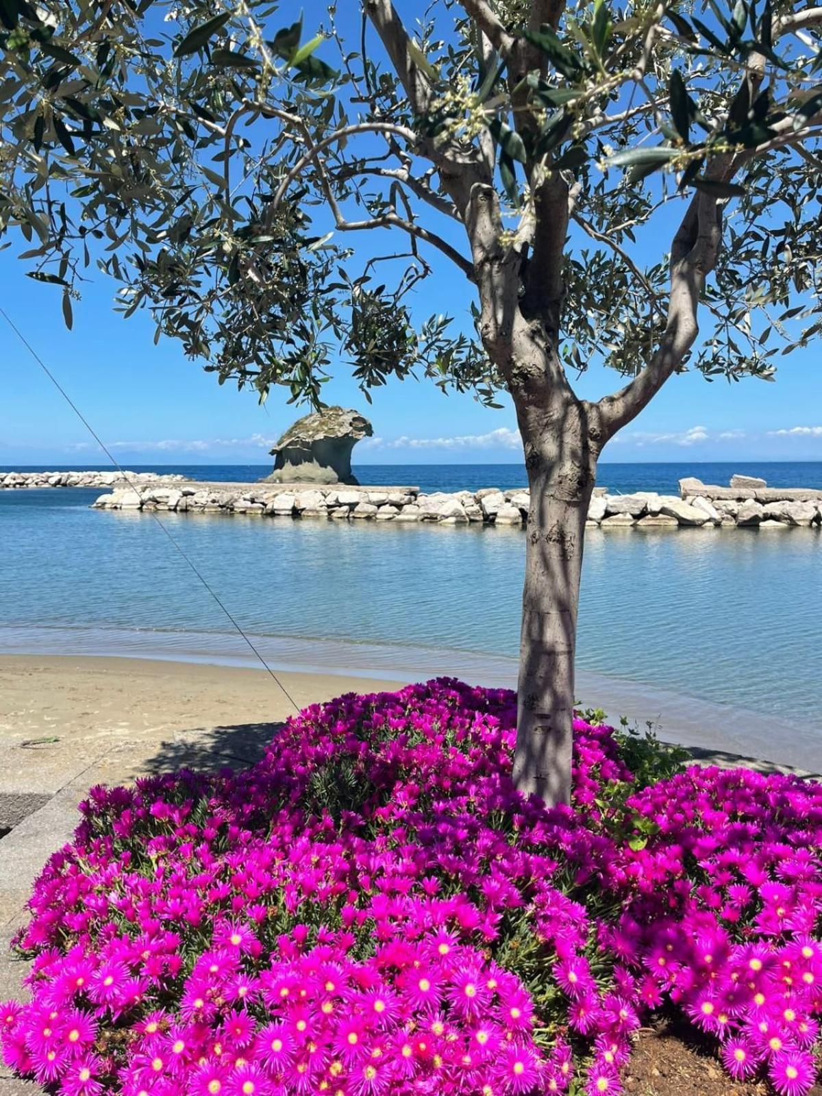 فيلا La Casa Rosa Di Giulia ايسكيا المظهر الخارجي الصورة
